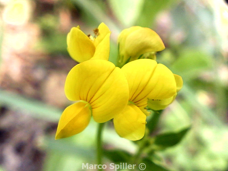 Lotus corniculatus (Ginestrino)